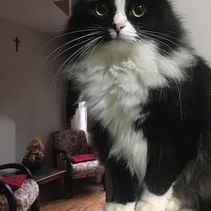 Meu projeto do curso: Desenho arquitetônico com aquarela e tinta. Architecture, and Fine Arts project by Priscilla Gama - 12.31.2020