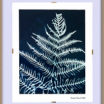 Cianotipia: técnica de impresión con luz. Artesanato, Artes plásticas, Estampagem, DIY, e Fotografia analógica projeto de Fernando Torres - 09.10.2020