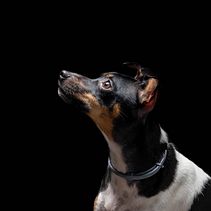 Amor de cuatro patas. Fotografia projeto de Alba Mª Rodríguez Martínez - 05.01.2021