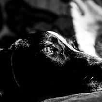 Mi Proyecto del curso: Introducción a la fotografía de perros. Photograph project by Juan Tilve - 01.20.2021