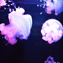 Fotografía. Een project van Fotografie van Pilar Archilla - 21.01.2021