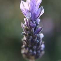 Mi Proyecto del curso: Técnicas básicas de prensado botánico (introducción al curso) Ein Projekt aus dem Bereich Fotografie und Artistische Fotografie von José Vergara Cueto - 24.01.2021