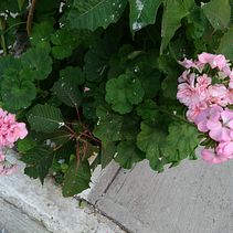 Tradicional. . % Naomi Seelbach tarafından hazırlanan Manga projesi - 03.21.2021