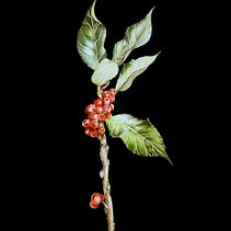 Mi Proyecto del curso: Ilustración botánica con acuarela. Un progetto di Illustrazione botanica di Jenifer Ortiz - 03.04.2021