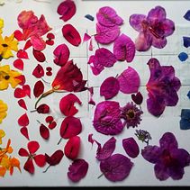 Mural hecho con flores preservadas de diferentes colores con tecnica de prensado botanico. Painting, and Creativit project by Erick Marti Jimenez Rodriguez - 04.01.2021