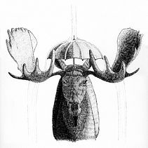 Alce Regadera. Un proyecto de Ilustración tradicional, Dibujo a lápiz, Dibujo, Dibujo realista, Dibujo artístico e Ilustración con tinta de Esteban Latino - 16.05.2021