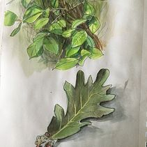 Botanical sketchbooking course - drawings . Un progetto di Illustrazione tradizionale di Sandra Di Nardo - 16.07.2021