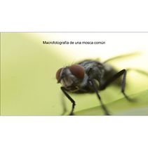 Macrofotografía. Un progetto di Fotografia di Guillermo Topp - 09.08.2021