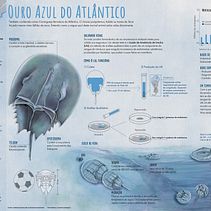 Meu projeto do curso: Crie um infográfico que fará história. Un projet de Gestion de la conception, Design de l'information, Postproduction photographique, Sculpture, Infographie, Dessin au cra, on , et Dessin de Amanda Moreira Marques da Silva - 22.09.2021