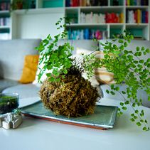 My project in Kokedamas: Create Natural Moss Pots  course. Artesanato, Design de interiores, Paisagismo, Decoração de interiores, DIY, e Design floral e vegetal projeto de Annelies - 04.11.2021