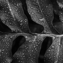 Samambaia . Un proyecto de Fotografía de Felipe Marinho - 03.12.2021