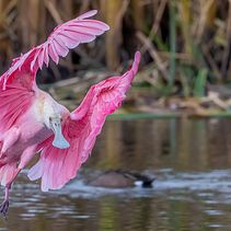 My project in Artistic Watercolor Techniques for Illustrating Birds course Ein Projekt aus dem Bereich Traditionelle Illustration und Realistische Zeichnung von Gary Holmes - 03.02.2022