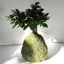Mon projet du cours : Kokedama : créez un pot naturel avec de la mousse . Arts, Crafts, Interior Design, L, scape Architecture, Decoration, DIY, Floral, and Plant Design project by Clarisse Grosset - 03.06.2022