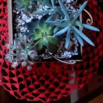 Elaboración de terrarios con suculentas. Un proyecto de Artesanía de Amanda Saavedra - 09.04.2022