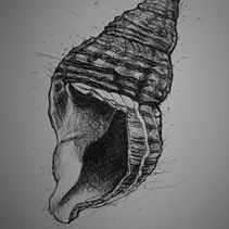 Mi proyecto del curso: Ilustración naturalista con bolígrafo . % Josiane Gagnon tarafından hazırlanan Geleneksel illüstras, on, Çizim, Gerçekçi Çizim, Doğalcı İllüstras, Ve on projesi - 07.23.2022