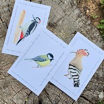 Israeli Birds Postcards. Un progetto di Illustrazione tradizionale, Pittura ad acquerello e Illustrazione naturalistica di Reut Alon - 26.07.2022
