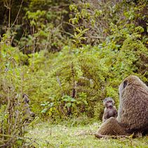 On Safari. Photograph project by Matthew Rogers - 06.27.2022