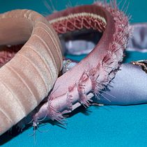 Mi proyecto del curso: Diseño de accesorios: confecciona tu colección de diademas Ein Projekt aus dem Bereich Erweiterungsentwicklung, Modedesign und Nähen von Lucía Prieto Peréz - 19.08.2022