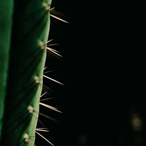 Art in nature. Un projet de Photographie , et Photographie artistique de Claudia Viñals argente - 26.09.2022