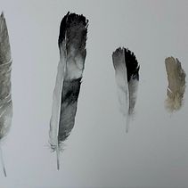 Il mio progetto del corso: Illustrazione naturalistica: acquerello in positivo e negativo. Un proyecto de Ilustración tradicional, Bellas Artes, Pintura, Dibujo, Pintura a la acuarela, Ilustración botánica e Ilustración naturalista				 de La Immer - 02.10.2022