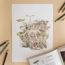 Jubiläums Box - BirdLife Glarnerland. Un projet de Illustration traditionnelle de Elena Cogliatti - 01.11.2022