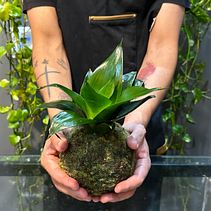 Meu projeto do curso: Kokedama: crie vasos naturais de musgo. Un proyecto de Artesanía, Diseño de interiores, Paisajismo, Decoración de interiores, DIY, Diseño floral y vegetal de Kledir Josue - 27.01.2023