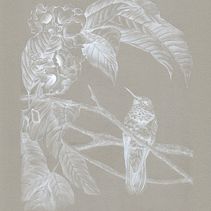 Colibrí Coruscans, Mi proyecto del curso: Acuarela de naturaleza: ilustra en negativo y positivo. Ilustração tradicional, Artes plásticas, Pintura, Desenho, Pintura em aquarela, Ilustração botânica e Ilustração naturalista projeto de Natalia Zamora - 25.03.2023