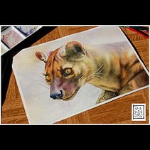 Il mio progetto del corso: Ritratti espressivi di animali ad acquerello. Un proyecto de Ilustración tradicional, Pintura a la acuarela, Dibujo realista e Ilustración naturalista				 de Selene Nardelli - 15.03.2023