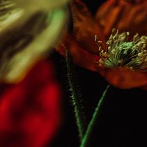 EPHEMERAL. Photograph, and Photo Retouching project by Janire usategui - 05.13.2023