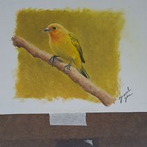 Meu projeto do curso: Pintura a óleo clássica para retratos naturalistas de pássaros. Fine Arts, Painting, Oil Painting, and Naturalistic Illustration project by Jesuel Jóia - 05.18.2023