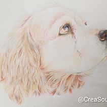 Mi proyecto del curso: Retratos de Mascotas en Lápices de Colores . % Betty Reyes tarafından hazırlanan Geleneksel illüstras, on, Doğalcı İllüstras, Ve on projesi - 08.22.2023