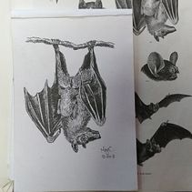 Proyecto Animales  . Ilustrasi tradisional, 3D, Seni, Kerajinan, Lukisan, Dan Menggambar proyek oleh Marylin Cespedes Cortes - 09.25.2023