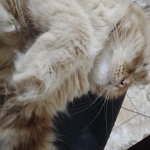 31Days 31Drawings2023. Un progetto di Albo illustrato di Madeline Trinidad Ojeda Reyes - 01.10.2023