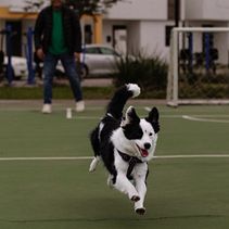 Mi proyecto del curso: Fotografía lifestyle de perros. Projekt z dziedziny Fotografia, Fotografia portretowa, Fotografia na Instagram, Fotografia dokumentalna,  Fotografia lifest i le użytkownika Andrea Zermeño - 16.02.2024