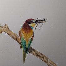 My project for course: Artistic Watercolor Techniques for Illustrating Birds . Ilustrație tradițională, Pictură în acuarelă, Desen realist & Ilustrație naturalistă de Nadia Nella Fleming - 12.08.2023