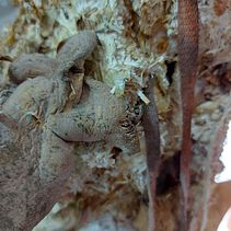 SymBioArt. Film, Video, TV, Design, Animation, and Fine Arts project by Neith Moore - 02.22.2024