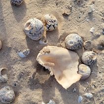 My project for course: Canva for Beginners: Create Professional Designs. Un proyecto de Br, ing e Identidad, Diseño Web, Diseño gráfico y Diseño para Redes Sociales de Carol Swaen - 24.02.2024