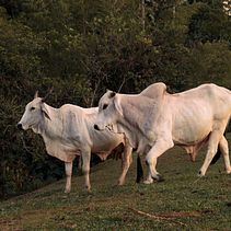"Tarde de Granja & Viñedo" Mi proyecto del curso: Introducción a la fotografía de viaje. Un proyecto de Fotografía, Fotografía en exteriores, Fotografía para Instagram, Fotografía documental y Composición fotográfica de Juan José Muñoz Parra - 10.05.2024