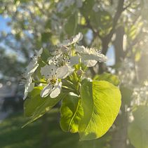 The beginning of Spring. Fotografia projeto de Nancy Evans - 03.04.2024