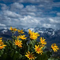 Fotografía flores con profundidad de campo. Photograph, and Photo Retouching project by Alfredo Arroyo Rodríguez - 04.27.2024