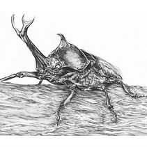 Japanese Rhinoceros Beetle Ein Projekt aus dem Bereich Zeichnung, Realistische Zeichnung, Traditionelle Illustration und Illustration mit Tinte von Ella - 03.05.2024