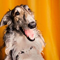 RETRATO DE MASCOTAS. Un proyecto de Fotografía de callitama - 11.11.2024