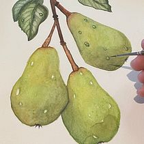 Mi proyecto del curso: Ilustración botánica realista: conecta con la naturaleza. Un proyecto de Ilustración botánica, Ilustración naturalista				, Pintura y Pintura a la acuarela de Maria Eugenia Dudok Gonnet - 29.11.2024