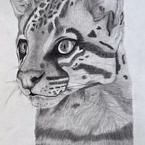 Ocelot - Graphite Illustration. Un progetto di Disegno, Illustrazione tradizionale, Illustrazione naturalistica e Disegno a matita di Shaylyn Berntson - 01.03.2025