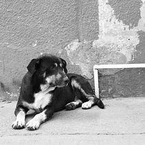  Huellitas por las calles  Ein Projekt aus dem Bereich Digitalfotografie und Dokumentarfotografie von Oswaldo Jiménez Arreola - 29.03.2025