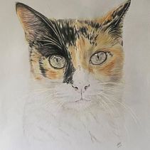 Retrato de Gata Bella Ein Projekt aus dem Bereich Zeichnung, Bleistiftzeichnung, Porträtzeichnung und Zeichnen mit Buntstiften von Karen Amaya Vecht - 21.04.2025