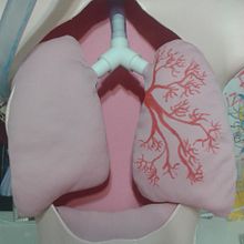 Maqueta Sistema Respiratorio