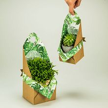 Pack Câlins