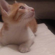 Adopción de Gatos en Bogotá