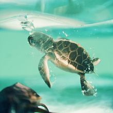 Tortuga 